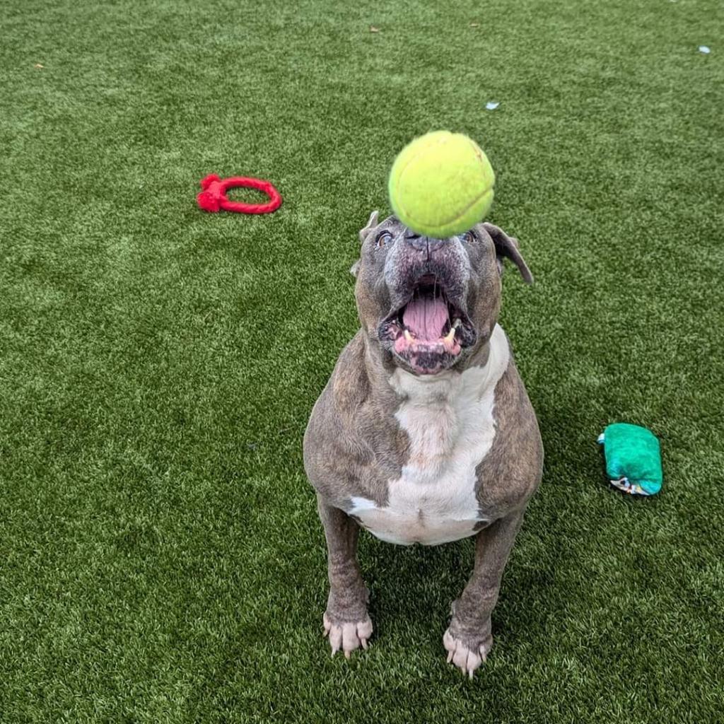 Enlarge Senzy, a Adoptable Mixed Breed in Gainesville, FL image 6/6