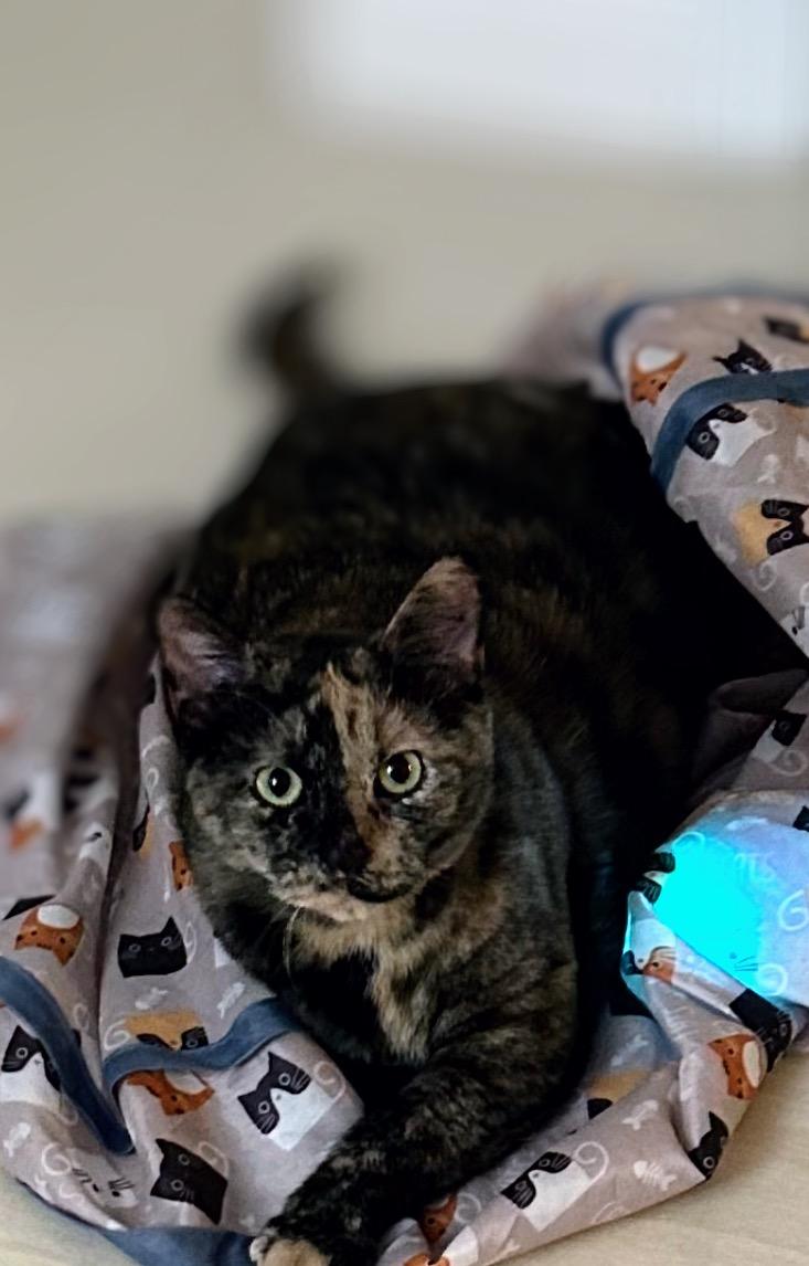 Mama bear, a Adoptable Domestic Short Hair in Syosset, NY image 1/5