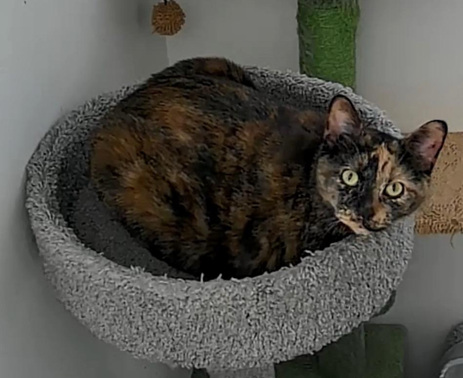 Mama bear, a Adoptable Domestic Short Hair in Syosset, NY image 2/5