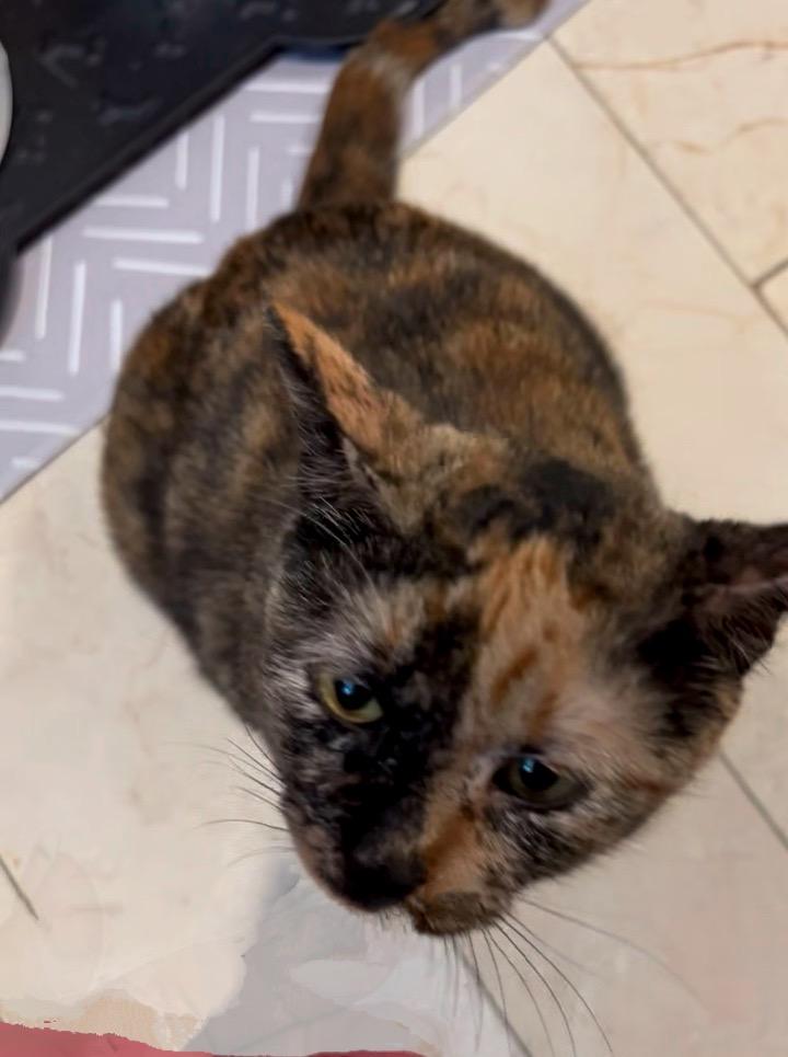 Mama bear, a Adoptable Domestic Short Hair in Syosset, NY image 3/5