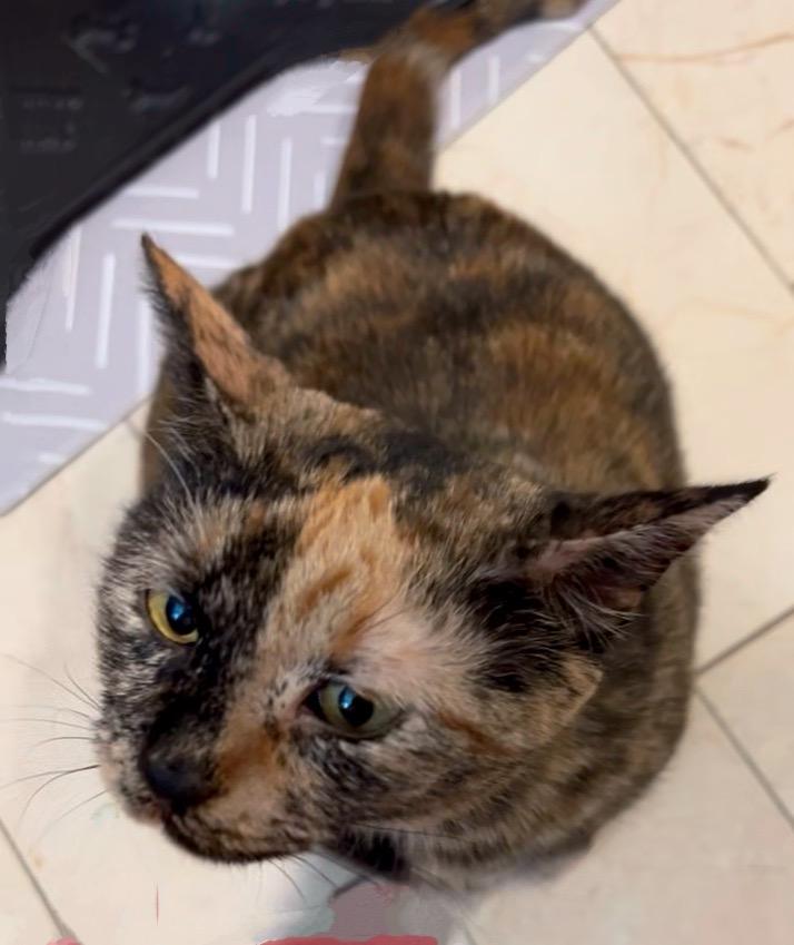 Mama bear, a Adoptable Domestic Short Hair in Syosset, NY image 4/5