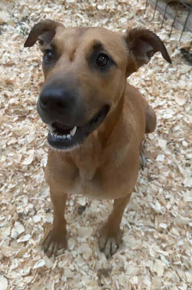 Enlarge Dixie, a Adoptable mixed breed in Troy, AL image 1/1