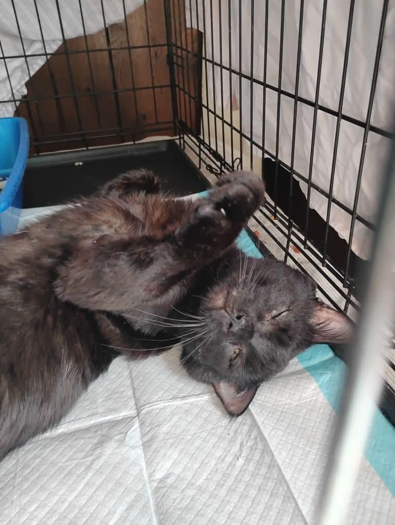 Enlarge Big Daddy Blackberry , a ADOPTABLE mixed breed in Hoboken, NJ image 4/5