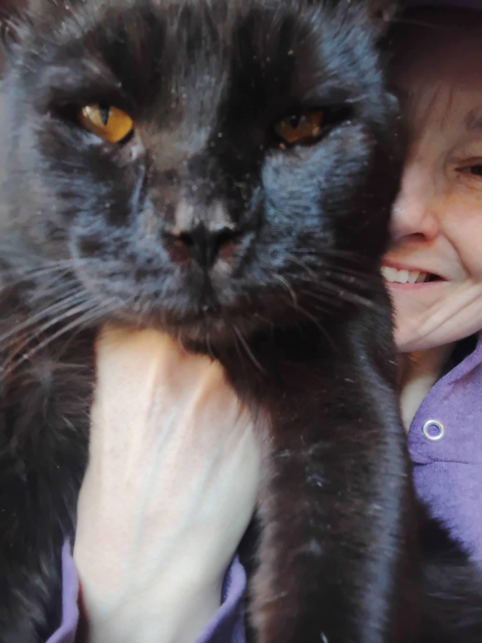 Big Daddy Blackberry , ADOPTABLE, Adult Male American Shorthair & Bombay.