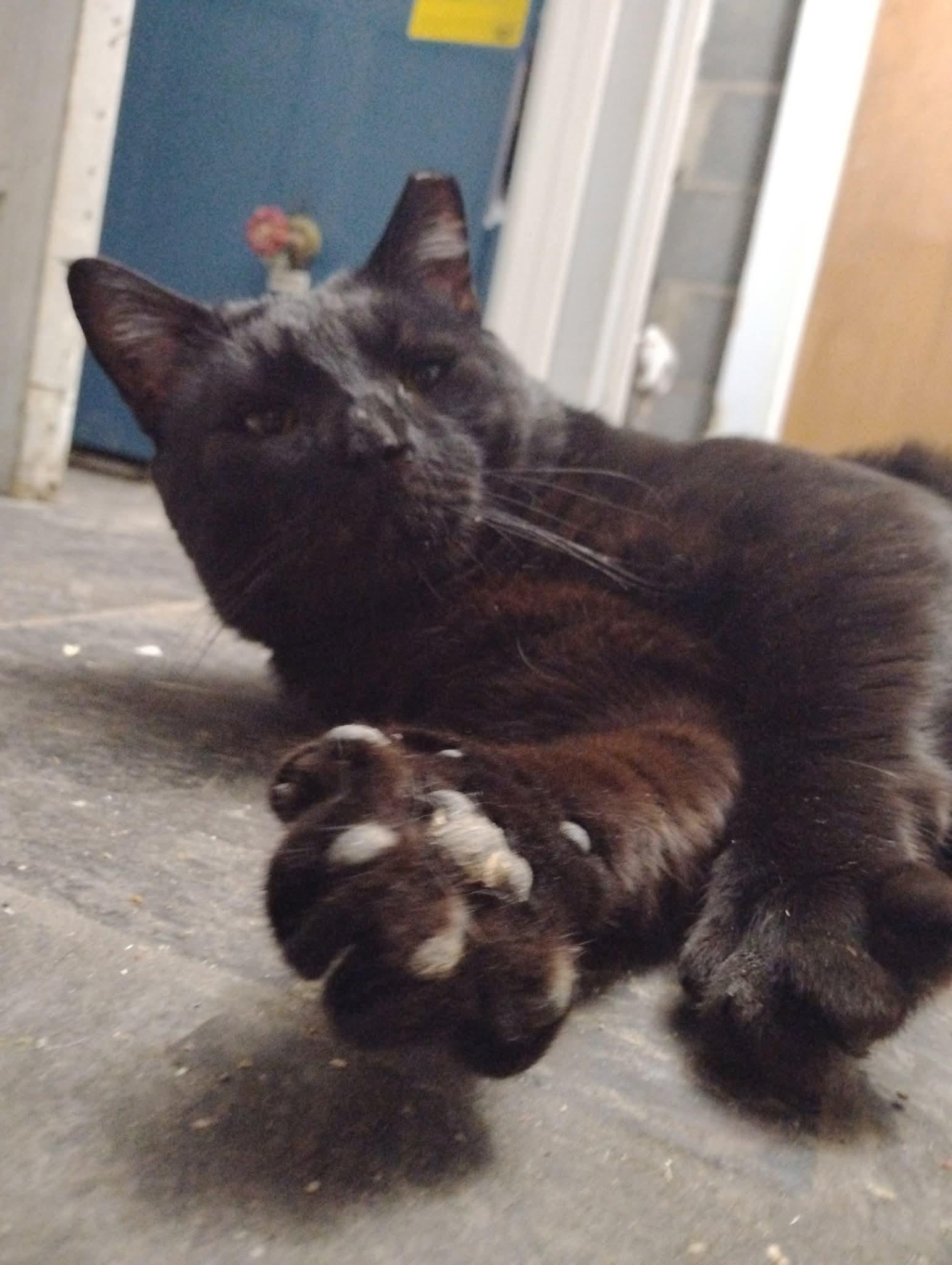 Enlarge Big Daddy Blackberry , a ADOPTABLE mixed breed in Hoboken, NJ image 2/5