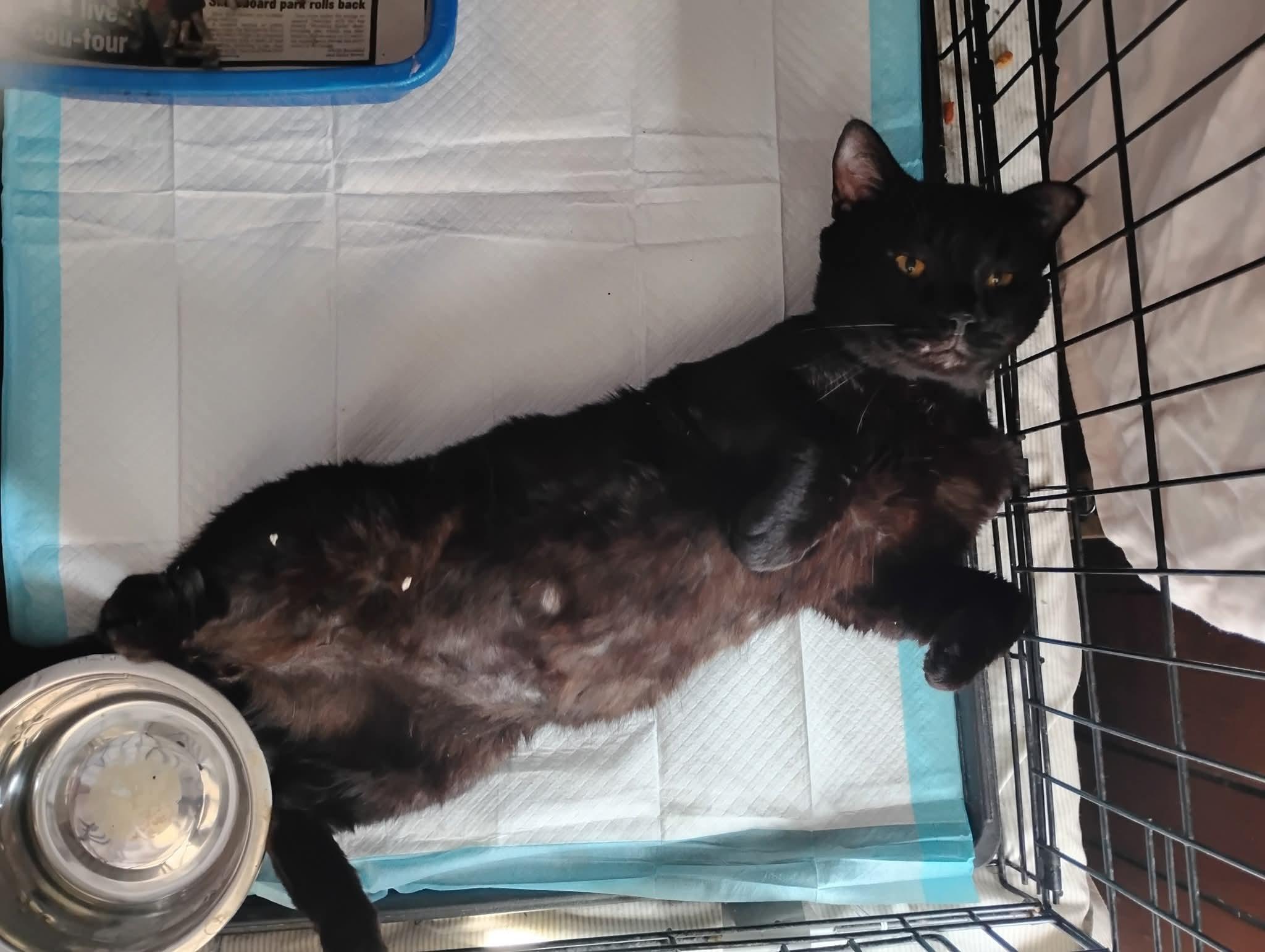 Enlarge Big Daddy Blackberry , a ADOPTABLE mixed breed in Hoboken, NJ image 3/5