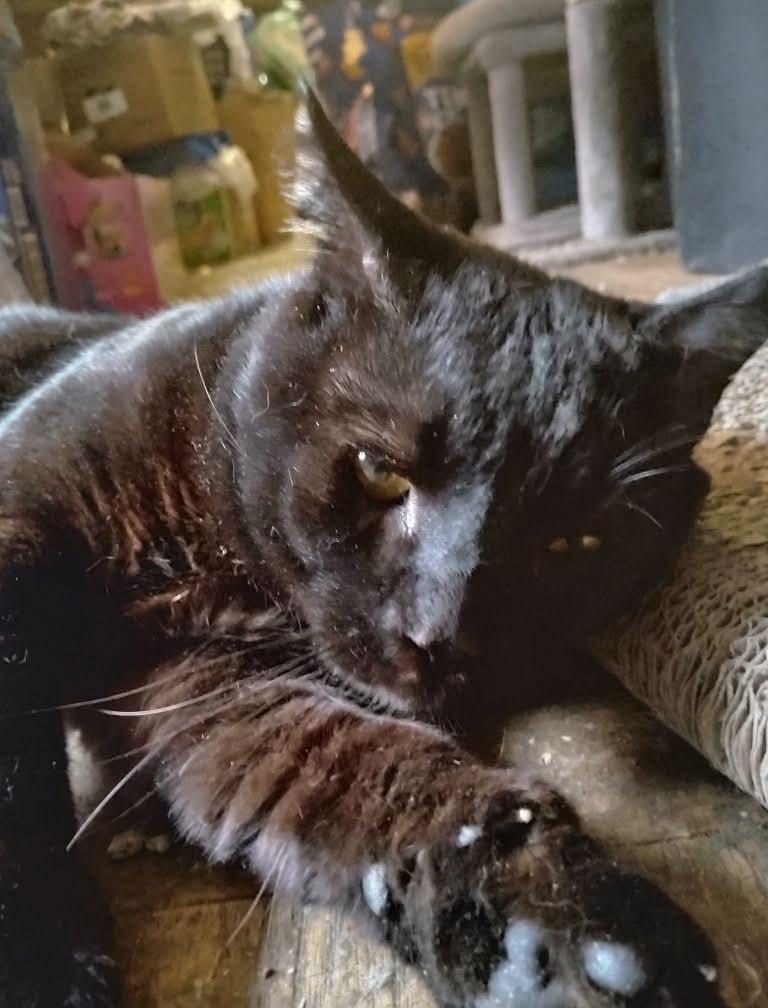 Enlarge Big Daddy Blackberry , a ADOPTABLE mixed breed in Hoboken, NJ image 5/5