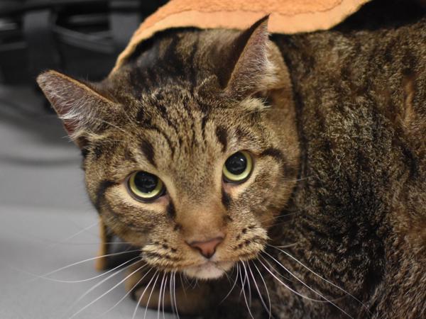 Enlarge Arlo, a Adoptable mixed breed in Portland, OR image 1/1