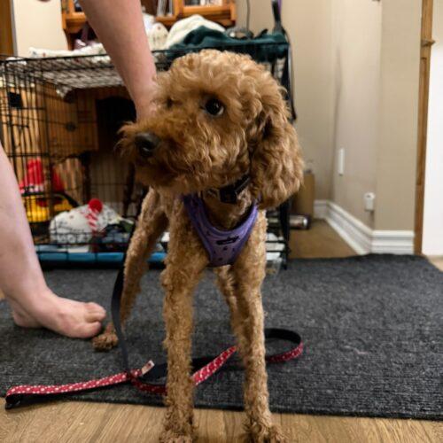 Ollie, Adoptable, Adult Male Poodle.