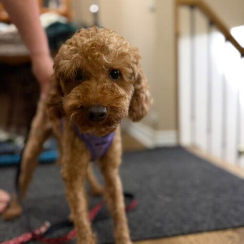 Enlarge Ollie, a Adoptable Poodle in Vienna, ON image 2/5