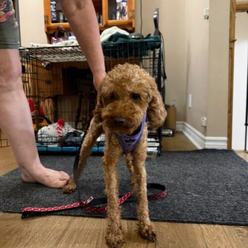 Enlarge Ollie, a Adoptable Poodle in Vienna, ON image 3/5