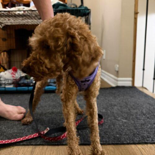 Enlarge Ollie, a Adoptable Poodle in Vienna, ON image 4/5