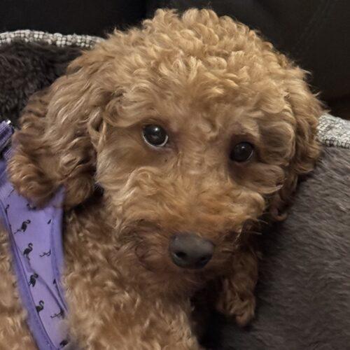 Enlarge Ollie, a Adoptable Poodle in Vienna, ON image 5/5