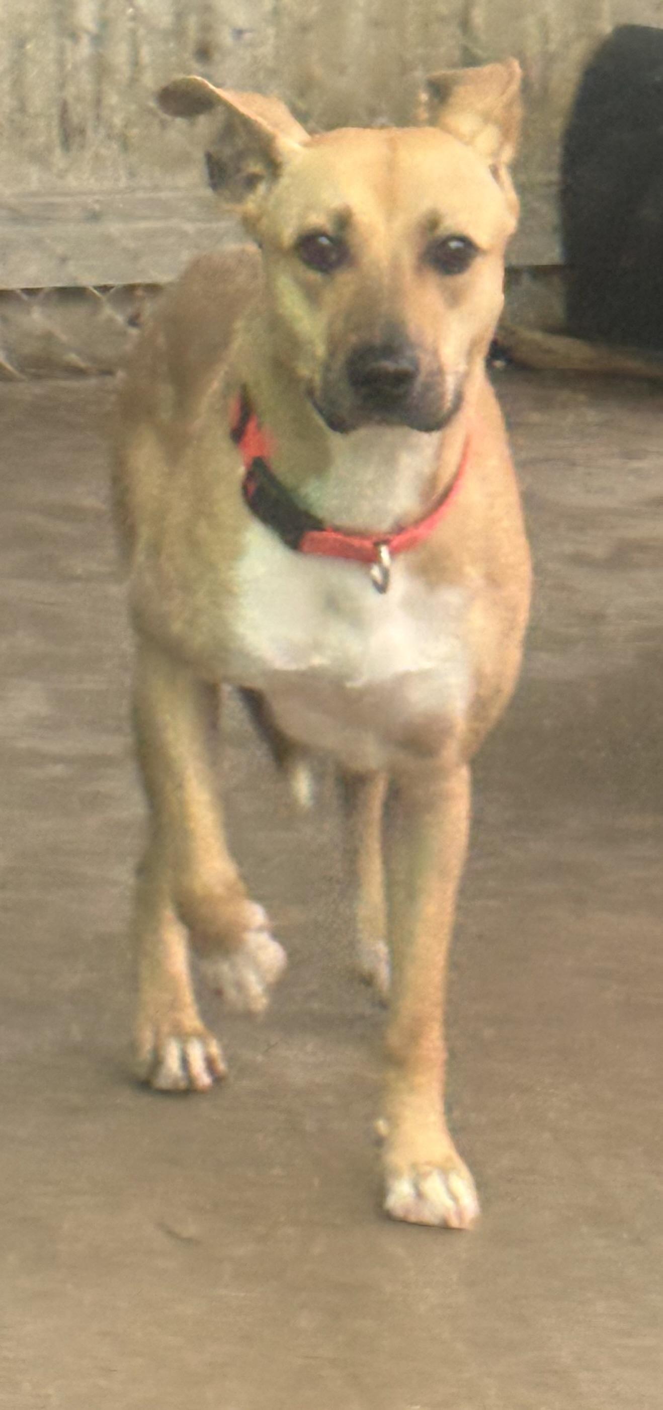 Enlarge Dutches, a Adoptable mixed breed in Youngstown, OH image 1/4