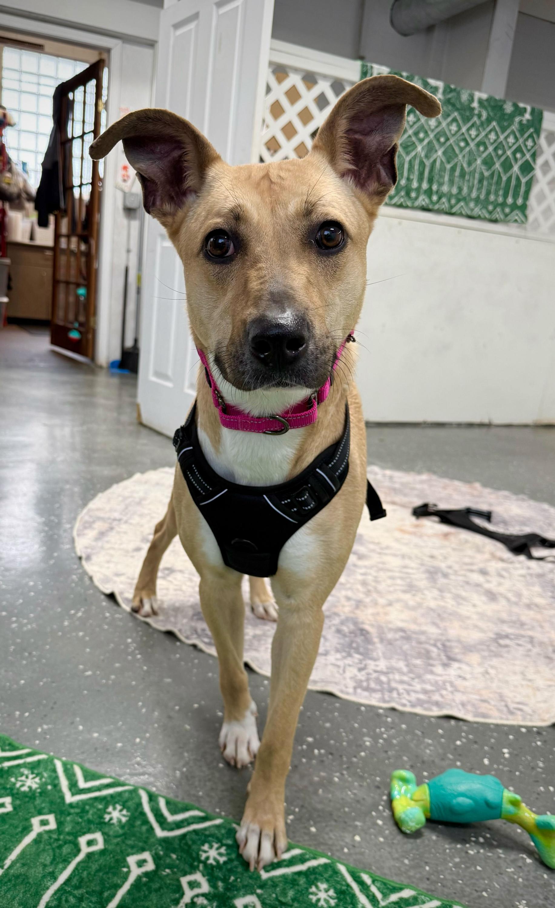 Enlarge Dutches, a Adoptable mixed breed in Youngstown, OH image 1/6