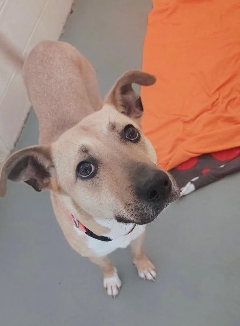 Enlarge Dutches, a Adoptable mixed breed in Youngstown, OH image 5/6