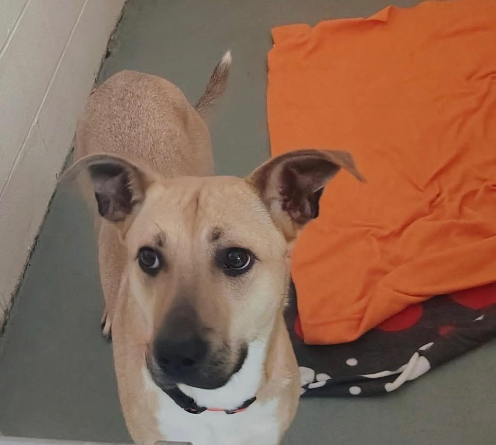 Enlarge Dutches, a Adoptable mixed breed in Youngstown, OH image 3/6