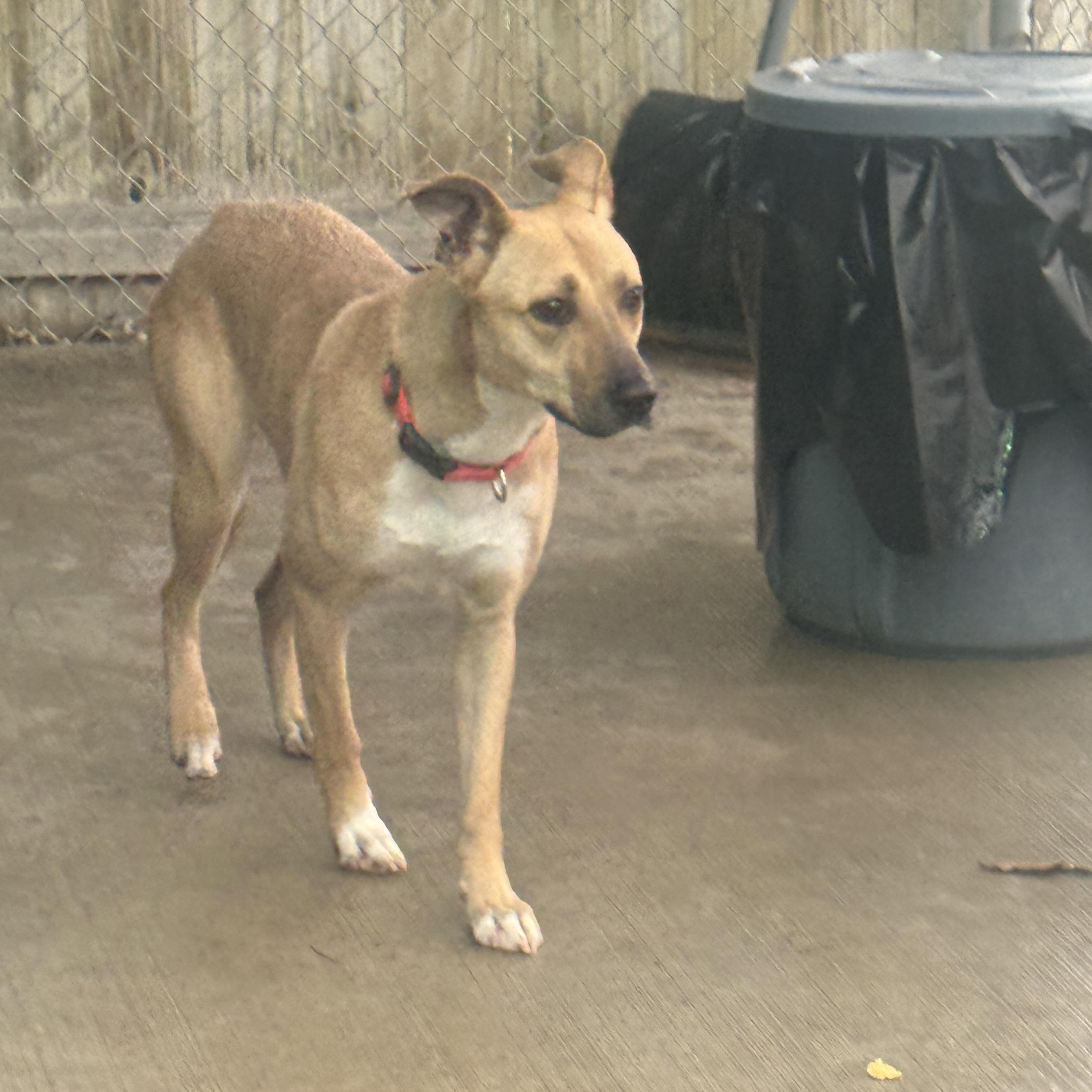 Enlarge Dutches, a Adoptable mixed breed in Youngstown, OH image 2/4