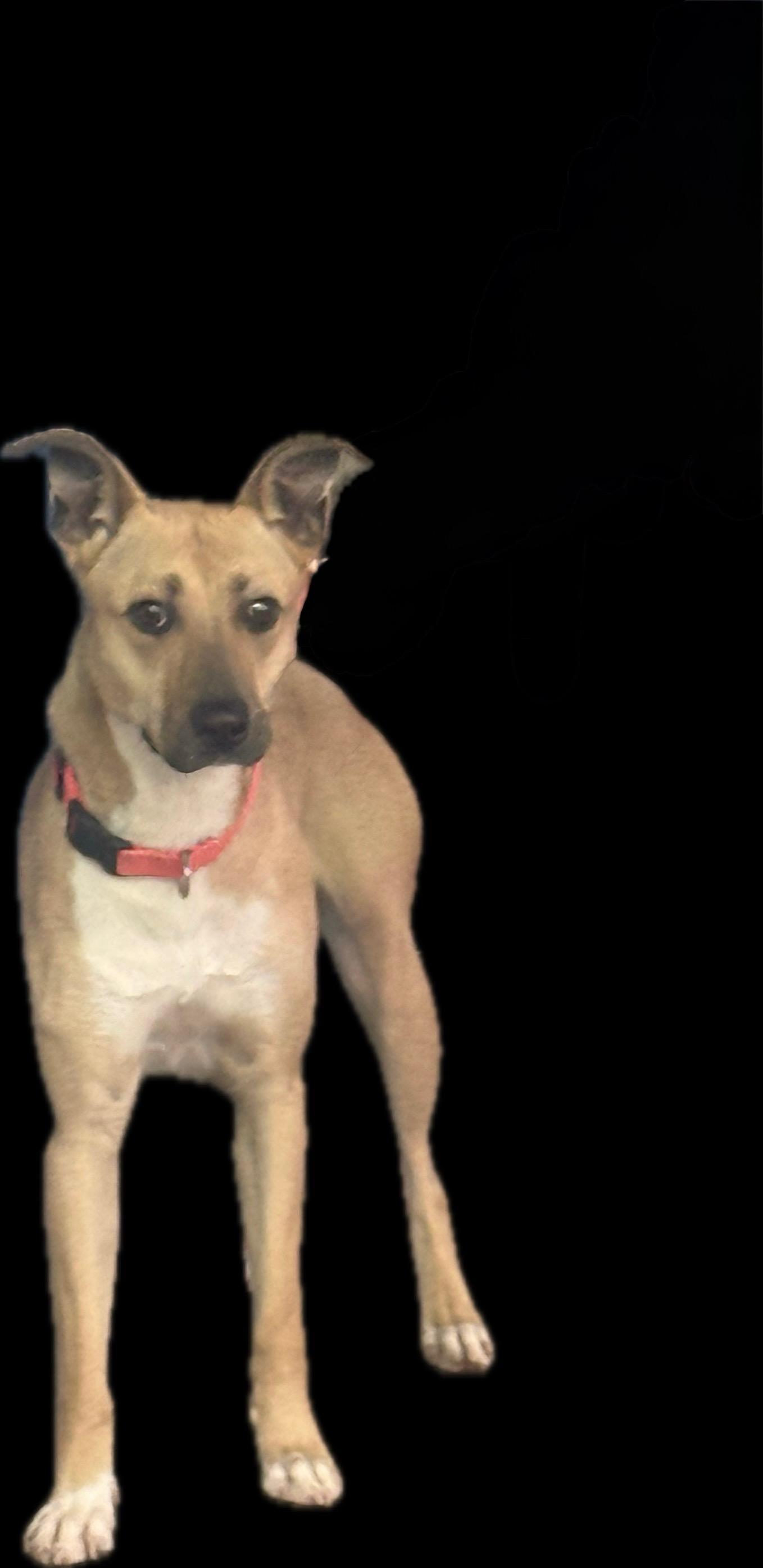 Enlarge Dutches, a Adoptable mixed breed in Youngstown, OH image 3/4