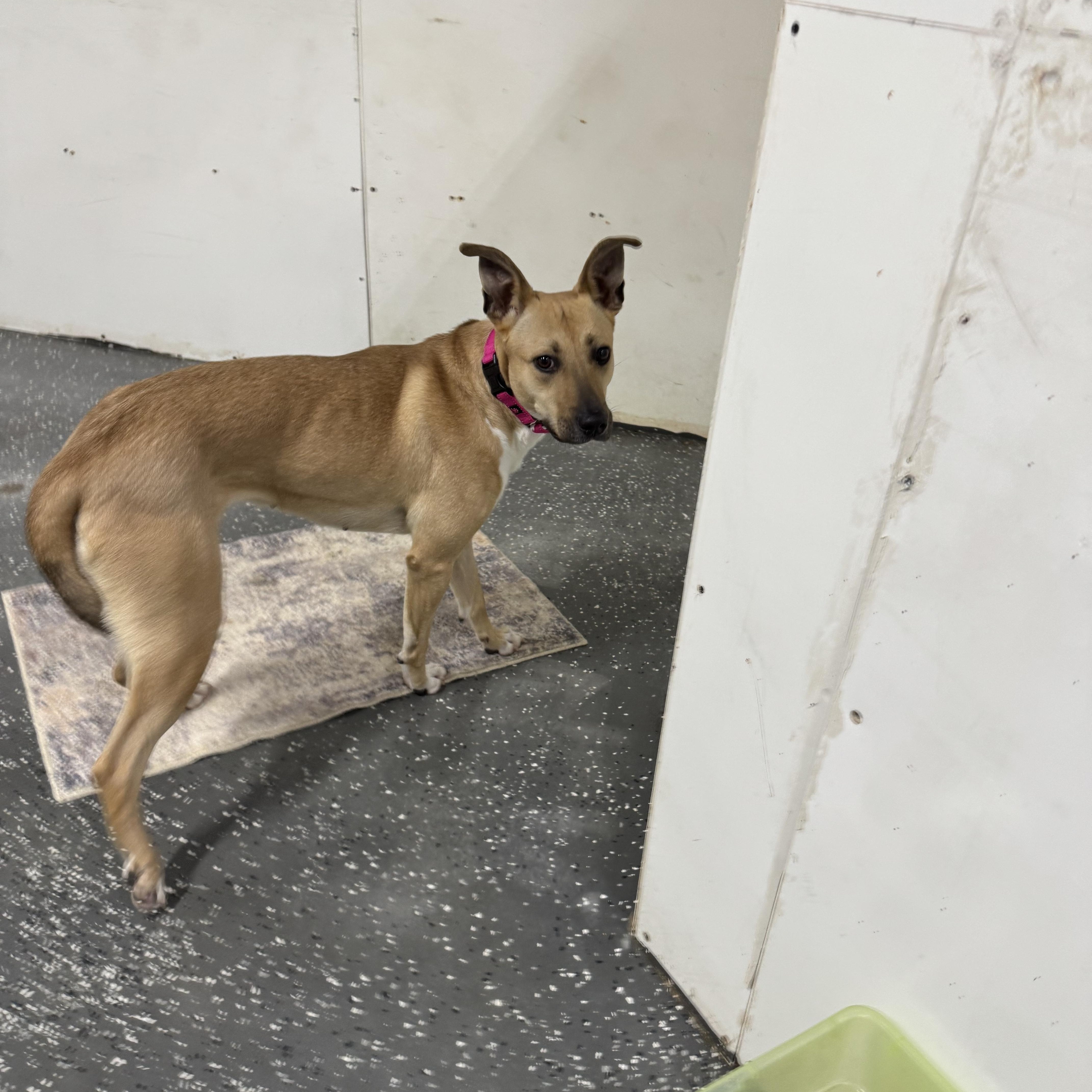 Enlarge Dutches, a Adoptable mixed breed in Youngstown, OH image 6/6