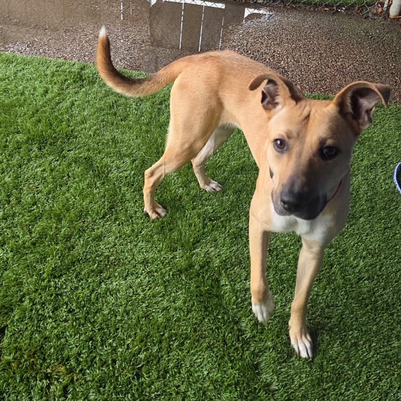 Enlarge Dutches, a Adoptable mixed breed in Youngstown, OH image 4/4