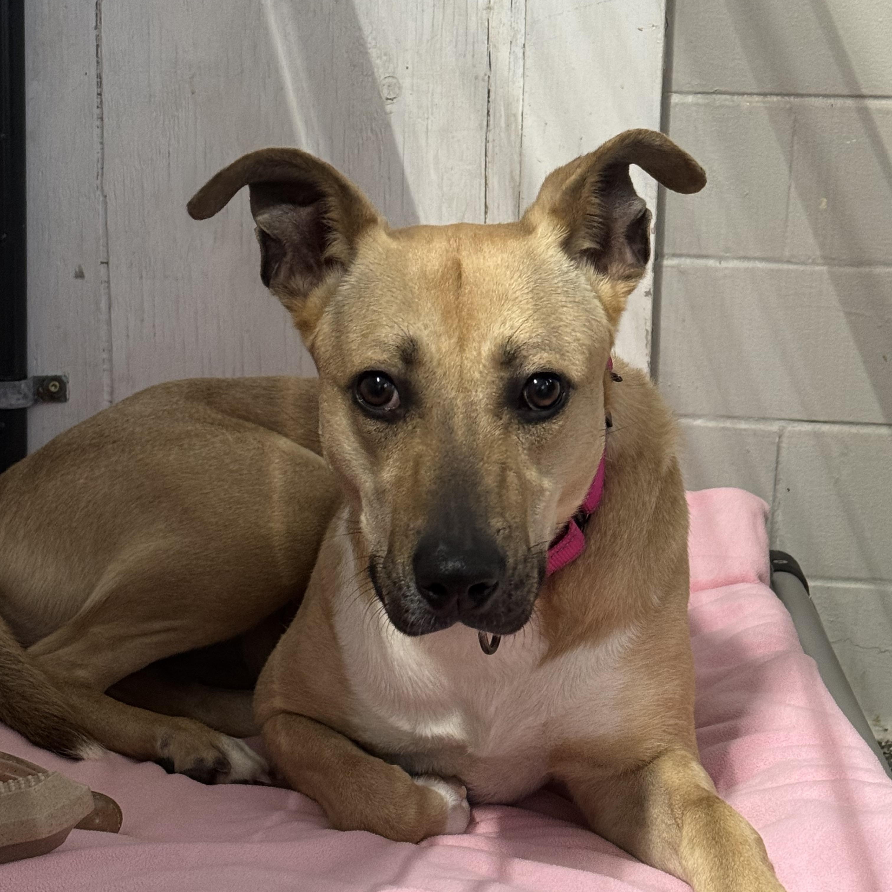 Enlarge Dutches, a Adoptable mixed breed in Youngstown, OH image 2/6