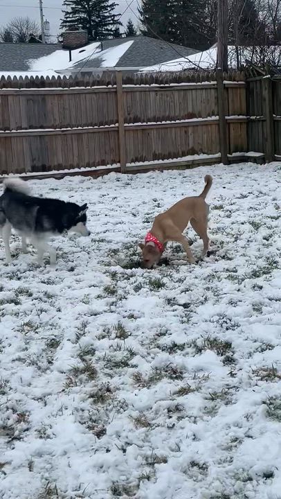 Enlarge Dutches, a Adoptable mixed breed in Youngstown, OH video 6/6