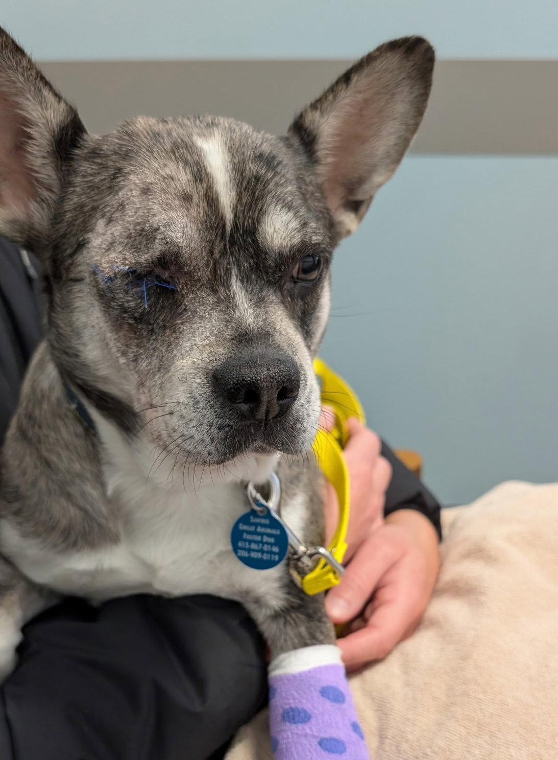 Enlarge Luna (formerly Lorelei), a Adoptable mixed breed in Seattle, WA image 1/3