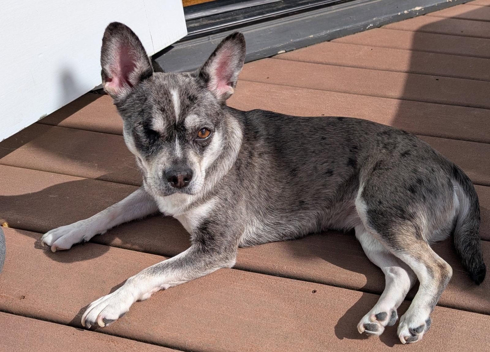 Enlarge Luna (formerly Lorelei), a Adoptable mixed breed in Seattle, WA image 2/3