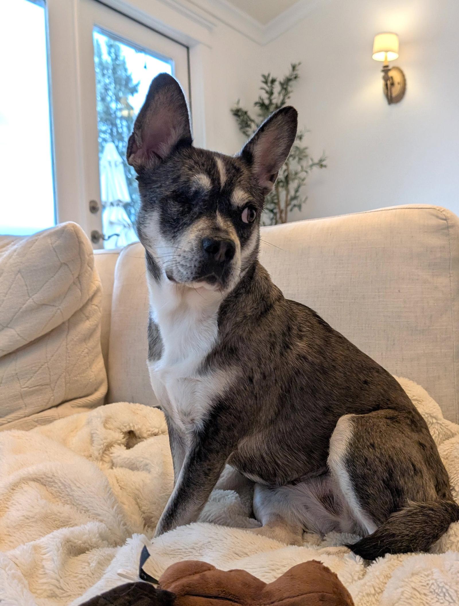 Enlarge Luna (formerly Lorelei), a Adoptable mixed breed in Seattle, WA image 3/3