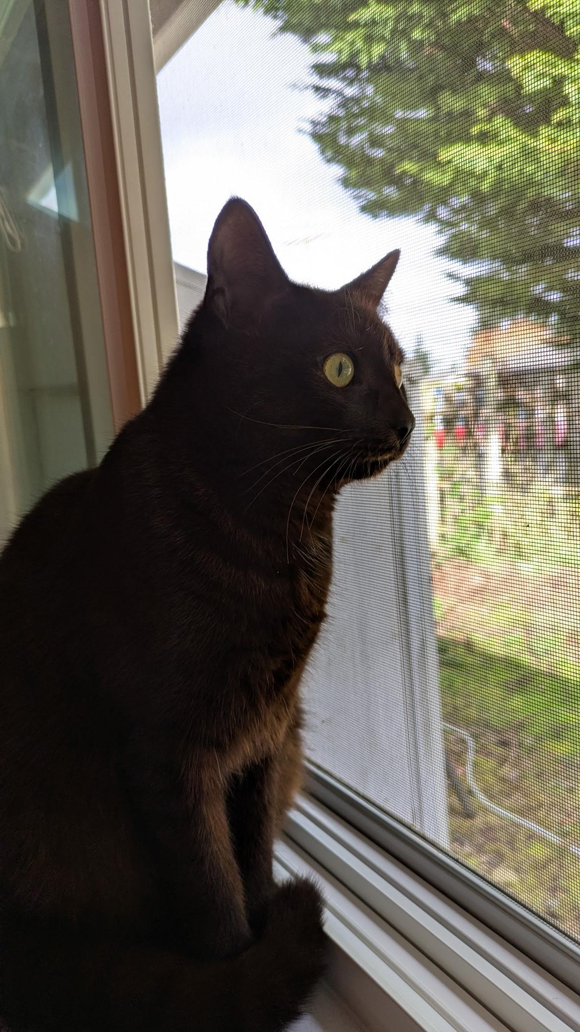 Enlarge Lupe & Lynwood, a ADOPTABLE Domestic Short Hair in Kirkland, WA image 2/2