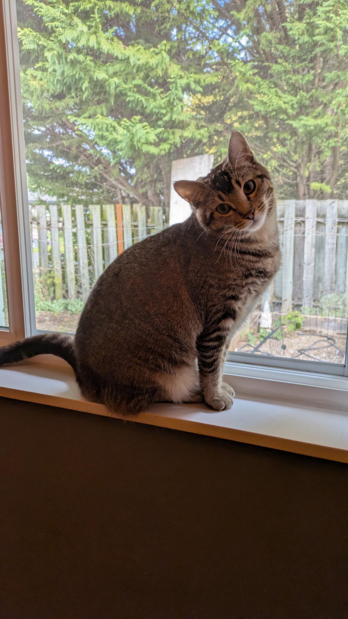 Lupe & Lynwood, ADOPTABLE, Young Female Domestic Short Hair.