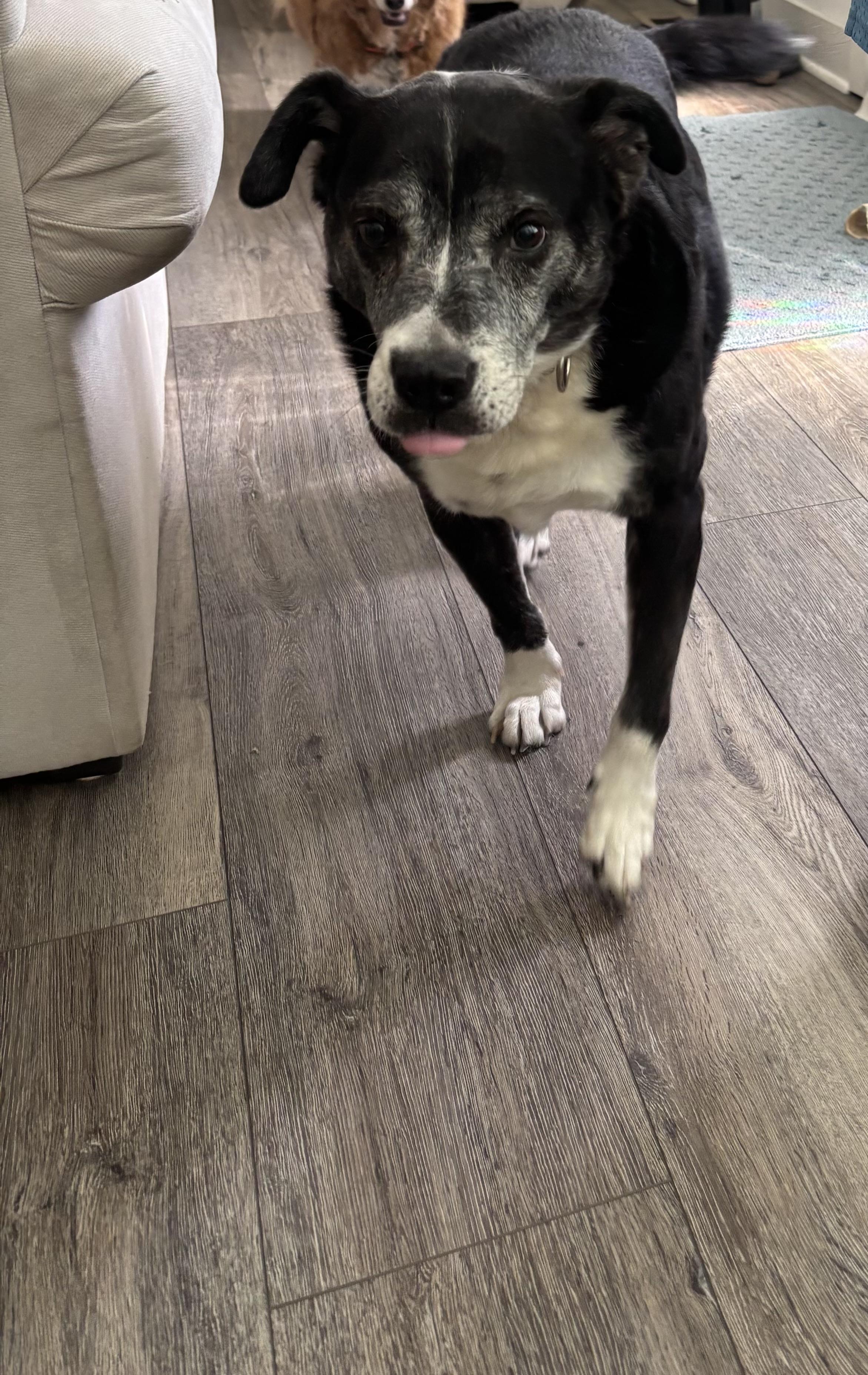 Enlarge Jay, a Adoptable mixed breed in St Helena Island, SC image 2/3