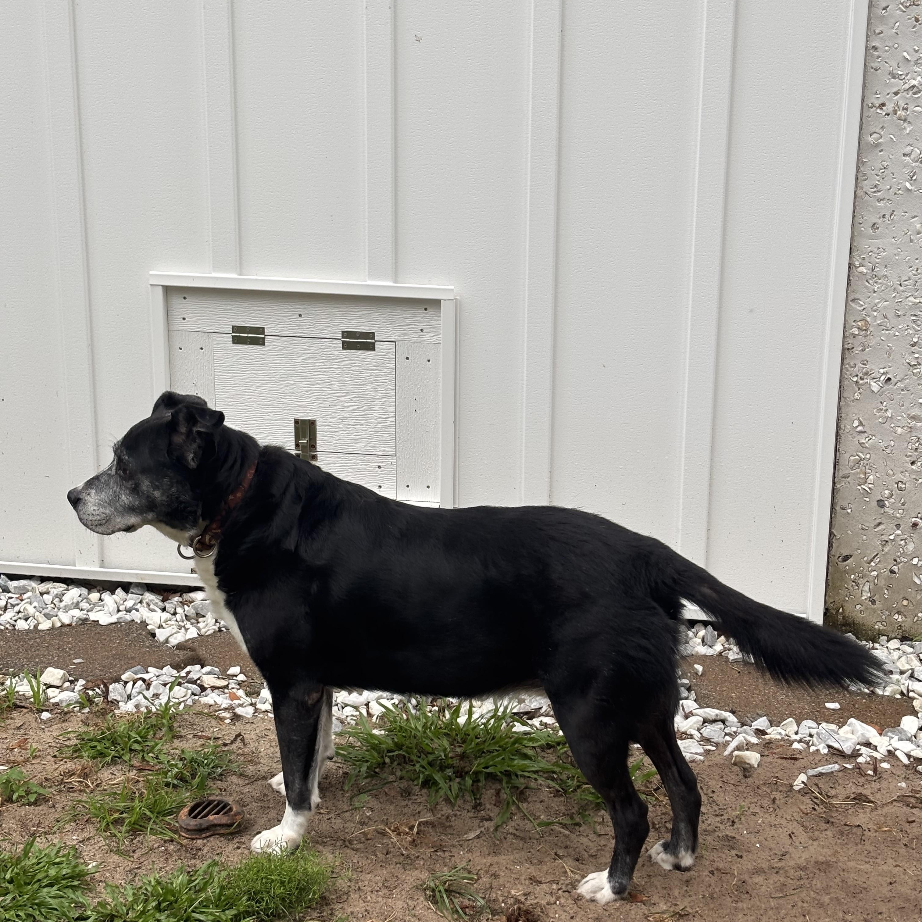 Enlarge Jay, a Adoptable mixed breed in St Helena Island, SC image 3/3