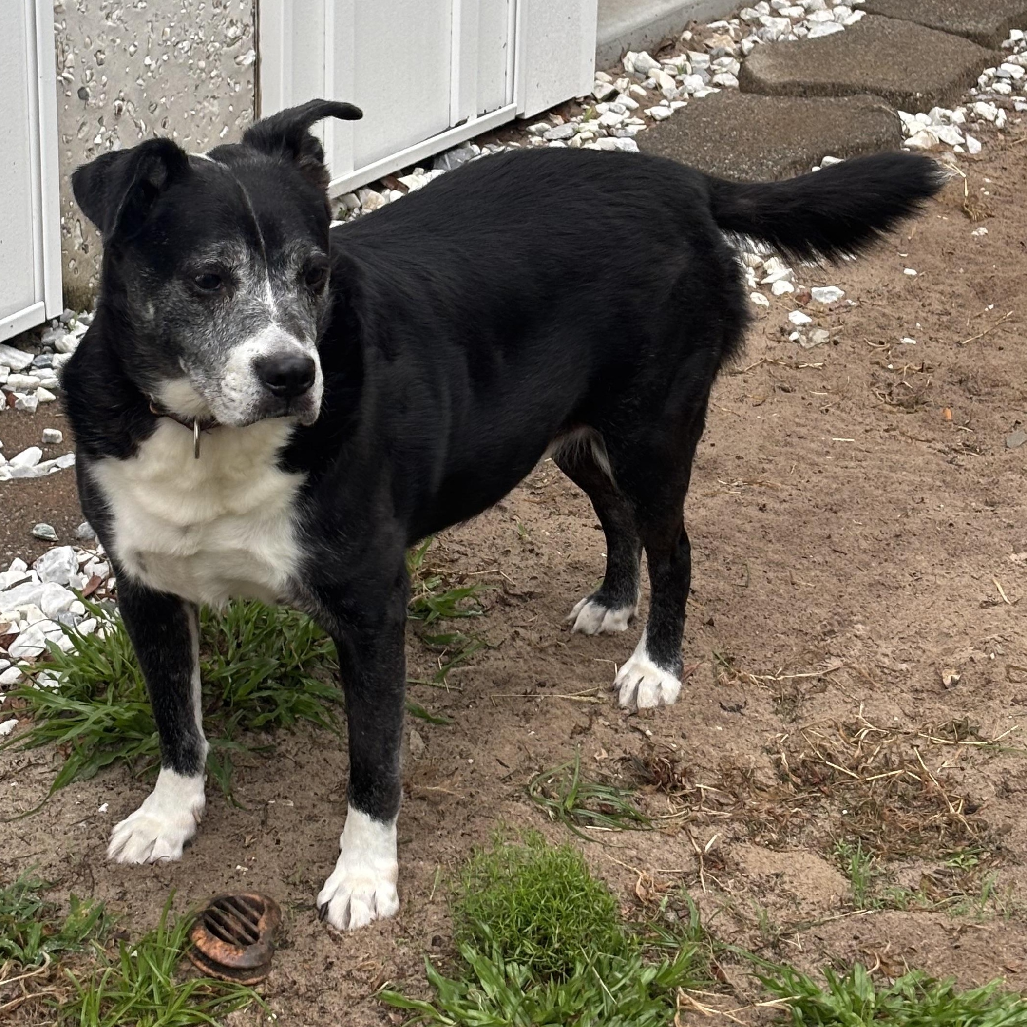 Jay, ADOPTABLE, Senior Male Mixed Breed & Border Collie.