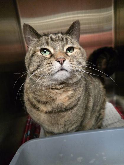 Mavis, Adoptable, Adult Female Domestic Medium Hair & Domestic Short Hair.