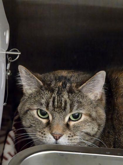 Enlarge Mavis, a Adoptable mixed breed in Shawano, WI image 2/2