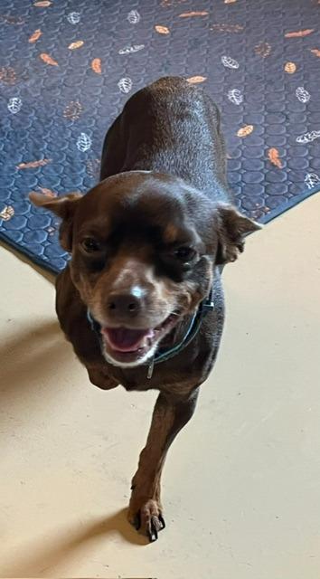 Chico, Adoptable, Young Male Chihuahua & Dachshund.