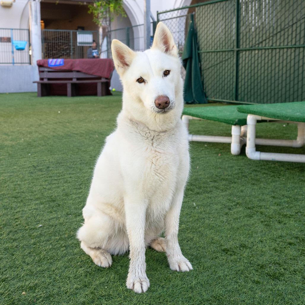 Enlarge Mozza, a Adoptable Siberian Husky in Pasadena, CA image 1/6