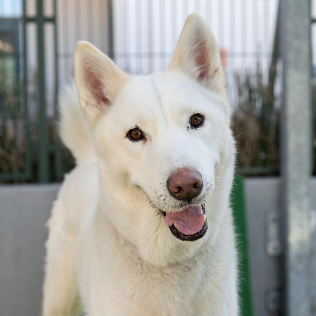 Enlarge Mozza, a Adoptable Siberian Husky in Pasadena, CA image 2/6