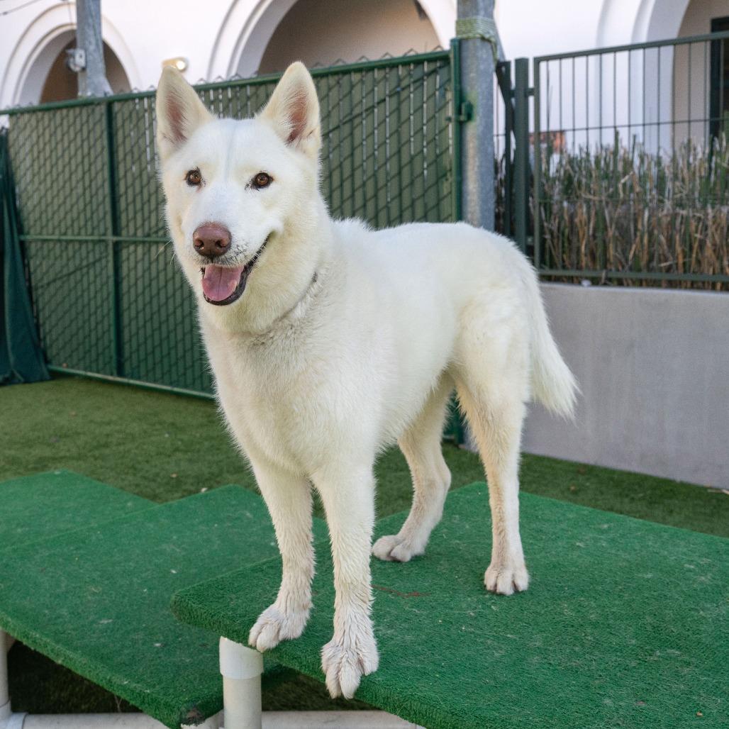 Enlarge Mozza, a Adoptable Siberian Husky in Pasadena, CA image 3/6