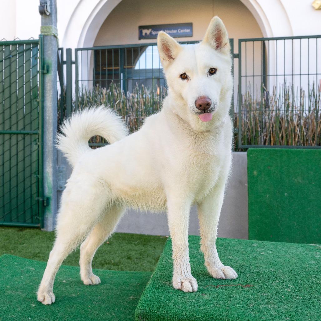 Enlarge Mozza, a Adoptable Siberian Husky in Pasadena, CA image 4/6