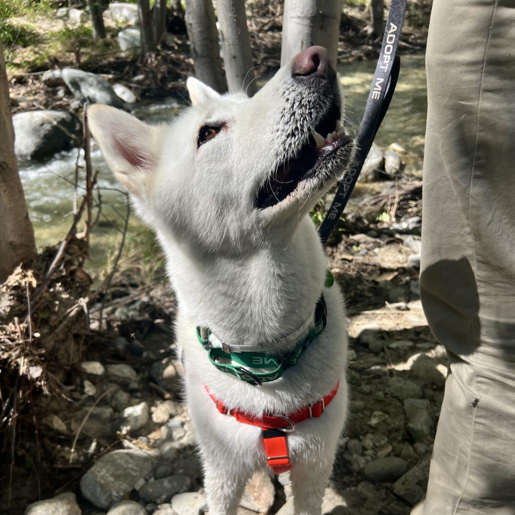 Mozza, Adoptable, Adult Female Siberian Husky.