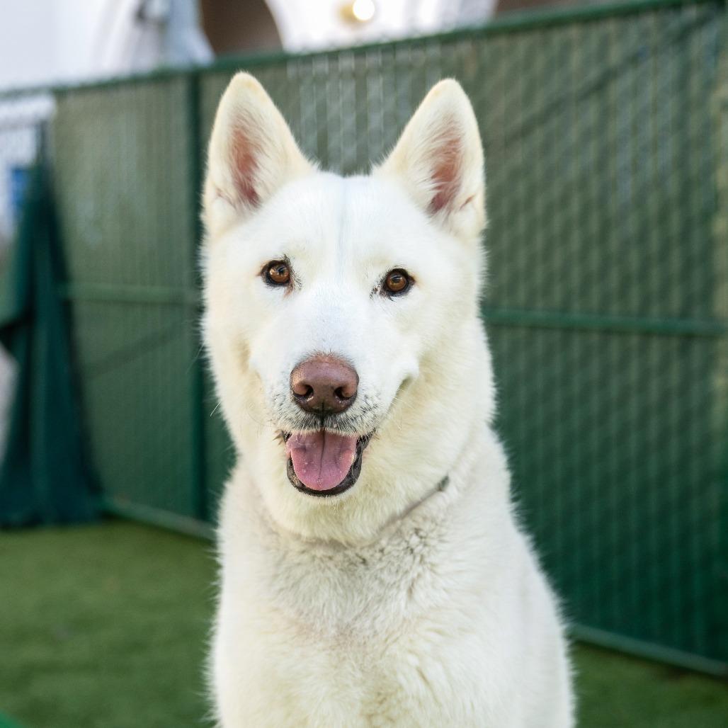 Enlarge Mozza, a Adoptable Siberian Husky in Pasadena, CA image 5/6