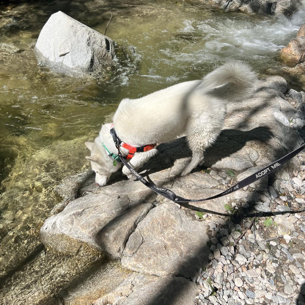 Enlarge Mozza, a Adoptable Siberian Husky in Pasadena, CA image 6/6