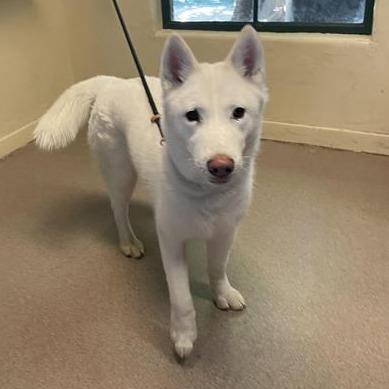 Mozza, Adoptable, Adult Female Siberian Husky.