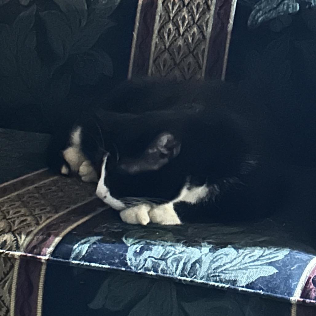 Archer, Adoptable, Adult Male Domestic Short Hair & Domestic Short Hair.