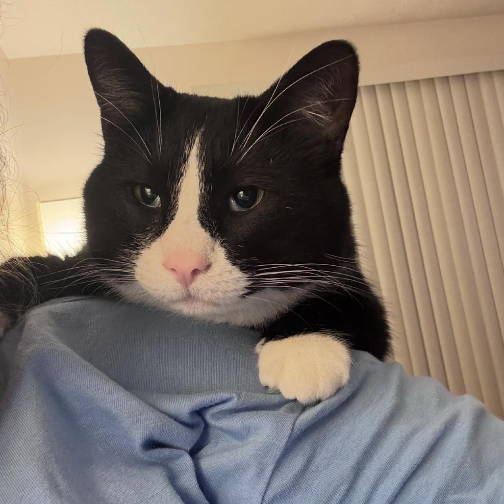 Enlarge Archer, a Adoptable mixed breed in La Grange, KY image 2/6