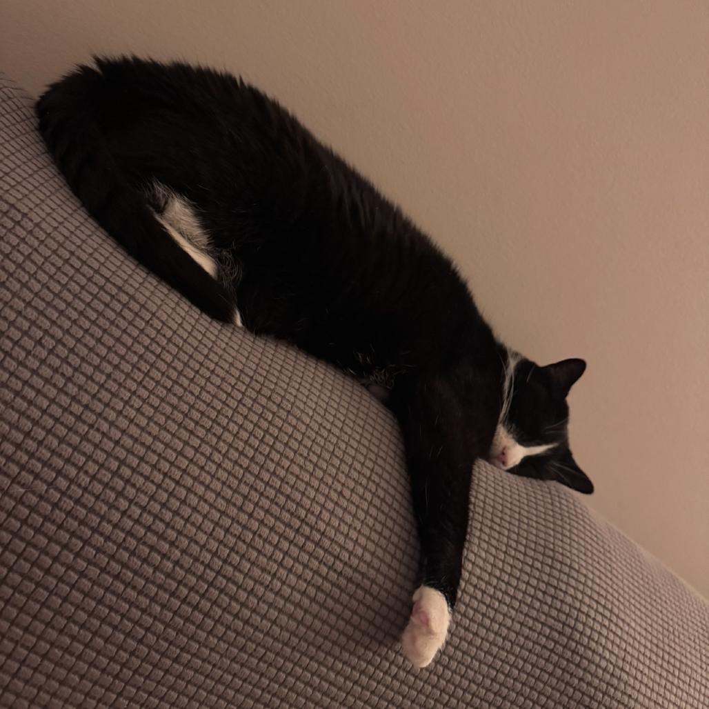 Enlarge Archer, a Adoptable mixed breed in La Grange, KY image 3/6