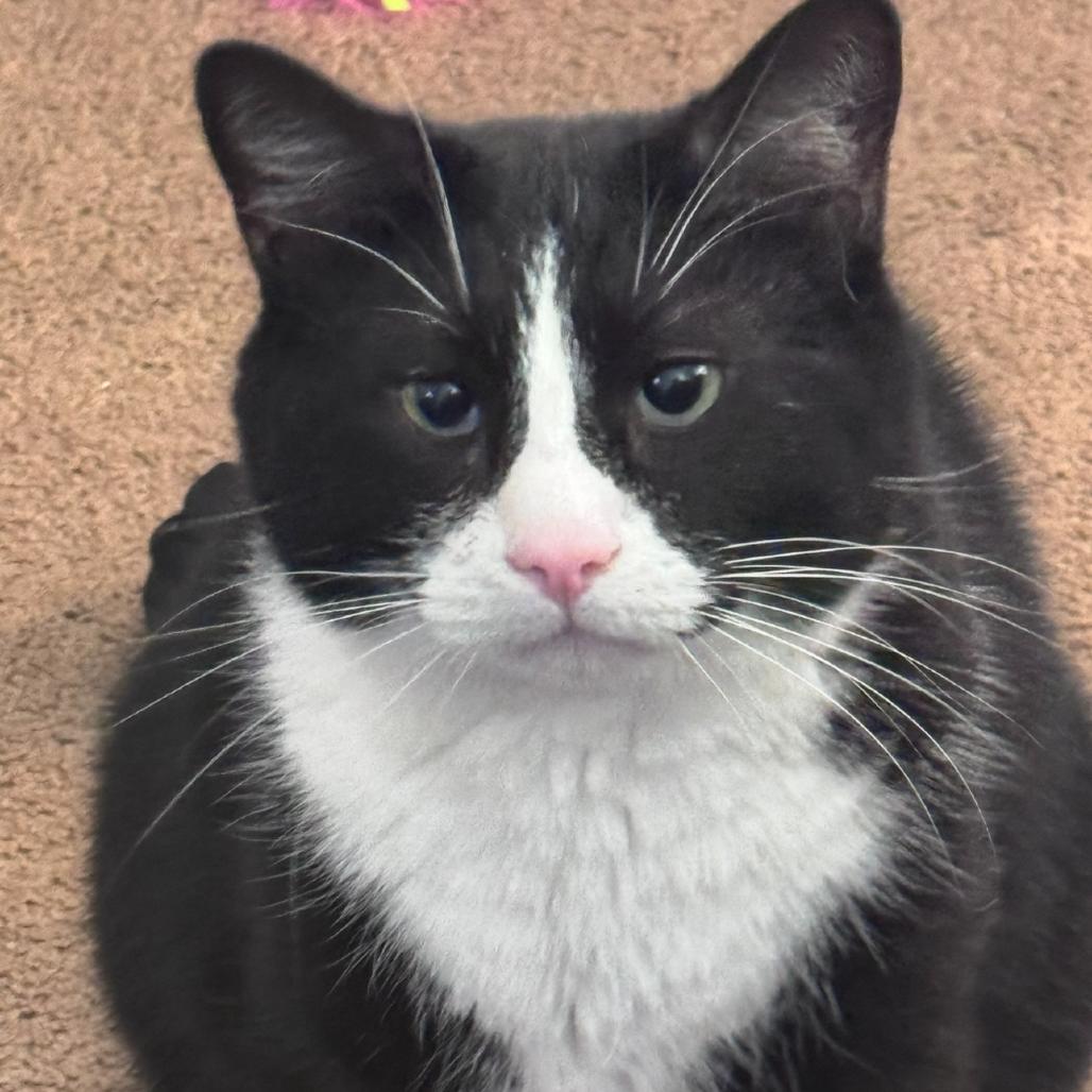 Enlarge Archer, a Adoptable mixed breed in La Grange, KY image 4/6